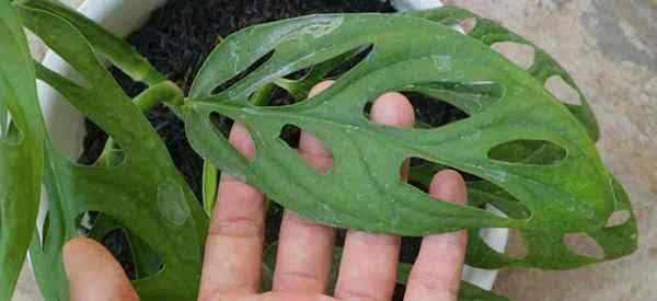 ¿Por qué mis hojas Monstera Adansonii se vuelven amarillas?