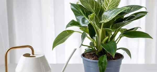 Seberapa sering dan seberapa banyak water philodendron