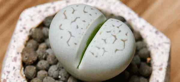 Überwässerte Lithops -Zeichen und Schritt -für -Schritt -Lösung