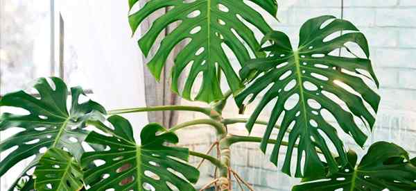 O que causa manchas negras nas plantas de Monstera