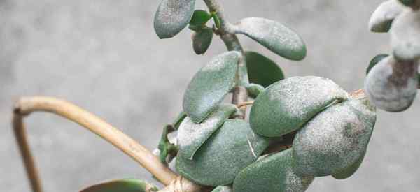 Mengapa Jade Plant saya sekarat