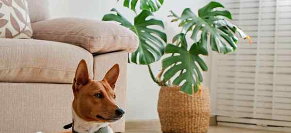 Son las plantas de monstruo venenosas o tóxicas para los perros