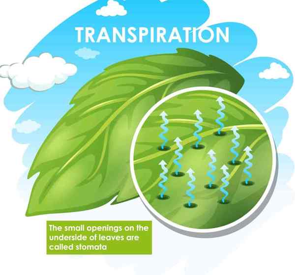 O que é transpiração em plantas?