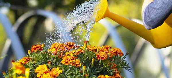 Cómo ahorrar plantas de caléndula en agua (si es posible)