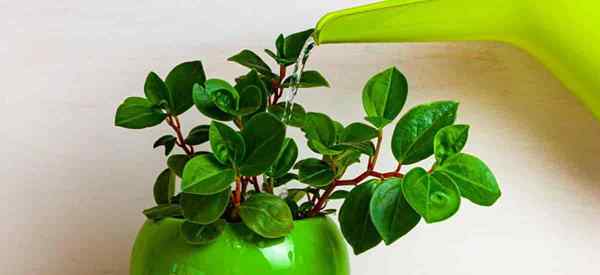 Peperomia trop d'eau Comment sauver les pepéromies trop d'eau (si possible)