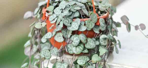 String of Hearts Overwatered Cara Menyimpan Ceropegia Overwater