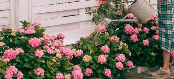 Hortensia trop d'eau Comment sauver les hortensias trop d'eau (si possible)