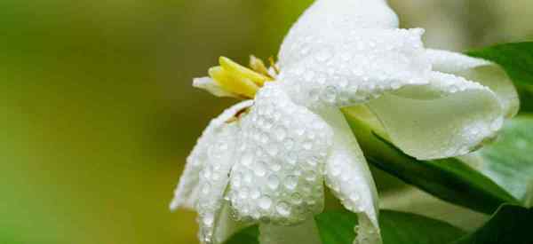 Cómo ahorrar plantas de gardenia en agua (si es posible)