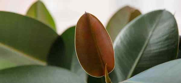 Planta de borracha com água demais como economizar borracha com água (se possível)