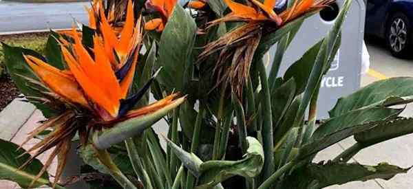 Bird of Paradise sobreguacionado cómo ahorrar a Strelitzia en agua (si es posible)