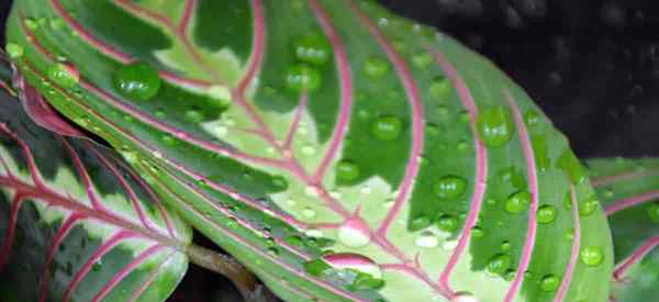 Planta de oração com tábuas como salvar marantas com água (se possível)