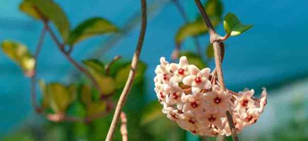 Hoya com água em excesso de salvar plantas de cera com água (se possível)