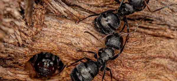 Comment identifier et se débarrasser des fourmis de charpentier noires