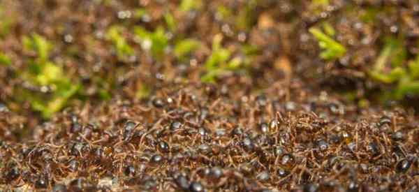 Que sont les fourmis de chaussée? Comment s'en débarrasser dans le jardin