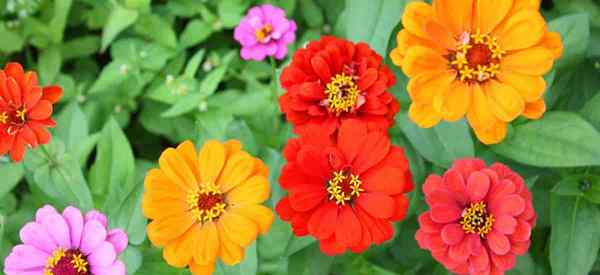 Cultives de zinnias dans des pots comment s'occuper des plantes en pot de zinnia