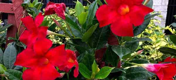 Growing Mandevilla Vine en Pots Cómo cuidar las Mandevillas en macetas