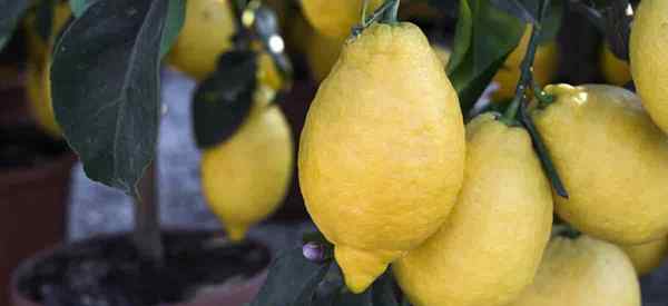 Comment faire pousser des citronniers dans des pots