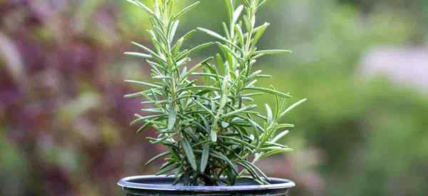 Rosemary em vasos em vasos Como cuidar de plantas em vasos de alecrim