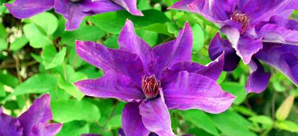 Cara menumbuhkan clematis di pot