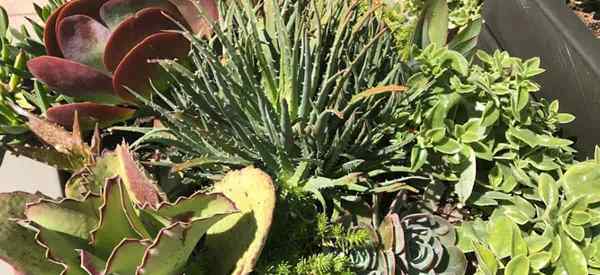 Succulentes en croissance dans les pots comment s'occuper des plantes succulentes en pot