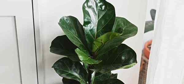 Was ist der beste Dünger für Fiddle Leaf Feigen in Innenräumen