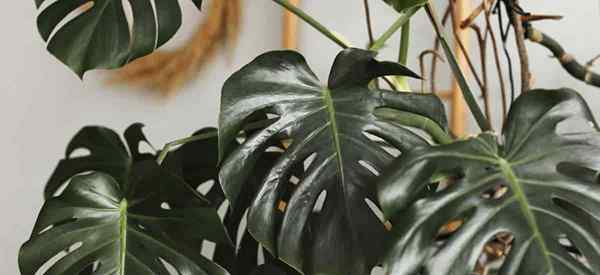 Fertilizante para Monstera cultivando hermosas plantas de monstruo