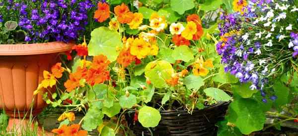 Apa tanaman pendamping nasturtium teratas?