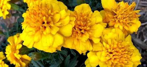 Tumbuhan sahabat Marigold Apa sahabat terbaik untuk Marigolds?