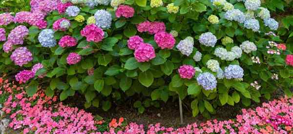 Hortensie -Begleitpflanzen Was sind die besten Hortensie -Pflanzenbegleiter?