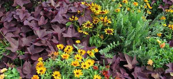 Black Eyed Susan Companion Plants Apa teman tanaman terbaik?