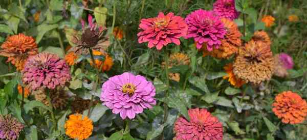 Plantas acompañantes de zinnia