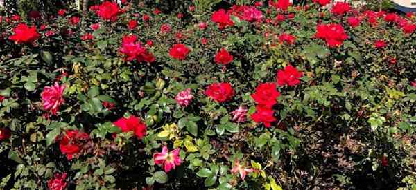 Knock Out Rose Companion Plants Apa teman sistem gugur terbaik?