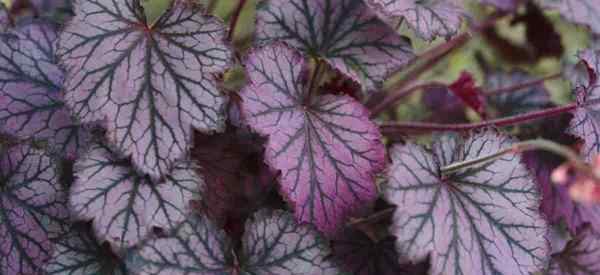 Coral Bells Companion Plants ¿Cuáles son los mejores compañeros de planta de Coral Bells??