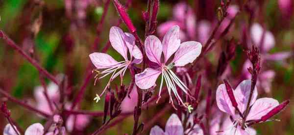 Gaura Companion Plants Quais são os melhores companheiros de planta Gaura?