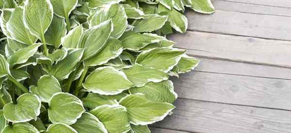 Quelles sont les bonnes plantes compagnon hosta?