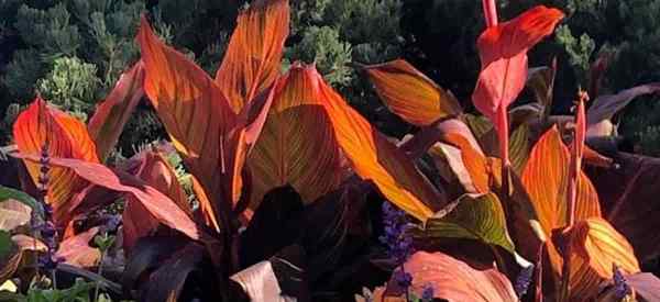 Plantas complementarias de Canna Lily ¿Cuáles son los mejores compañeros de planta de Canna??