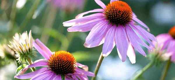 Plantas acompañantes de coneflower