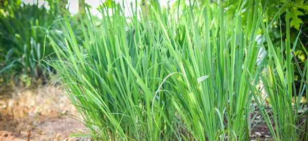 Plantas acompañantes de limón