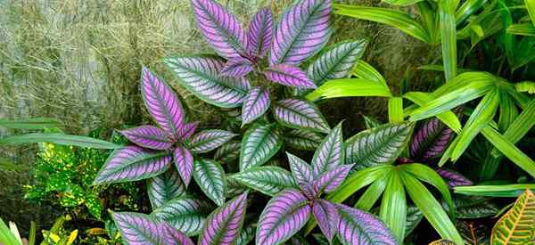 Plantas de companhia de escudo persa