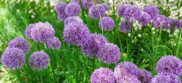 Tanaman pendamping allium