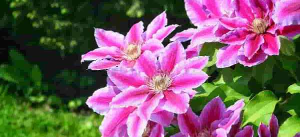 Clematis Companion menanam apa yang harus dipasangkan dengan tanaman merambat clematis