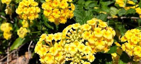 Lantana Begleitpflanzen Was sind die besten Lantana -Pflanzenbegleiter?