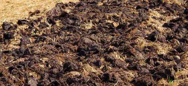 Korzyści kompostu z krowy i sposób korzystania