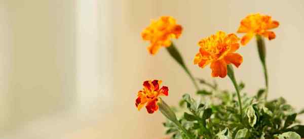 Tumbuh tumbuhan marigold pasu bagaimana menjaga marigold dalam bekas