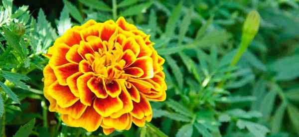 Cara menggunakan marigold untuk kontrol hama dan menjauhkan serangga