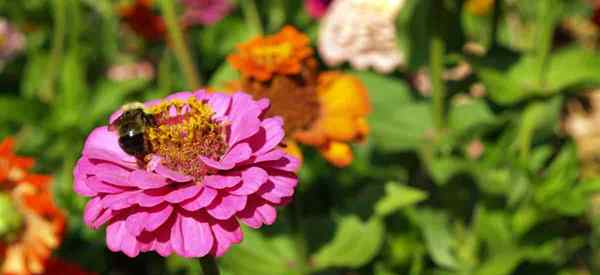 Wenden Ringungsblumen Bienen an, die Ringelblumen fernhalten werden