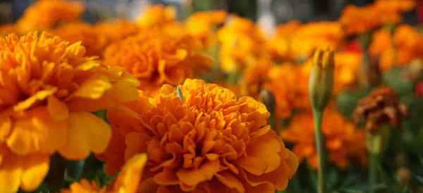 Tumbuhan marigold tidak berbunga - mengapa marigolds tidak mekar