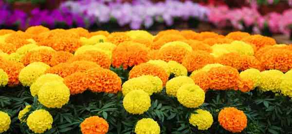 Penyakit tanaman marigold penyakit apa yang menyerang bunga marigold?