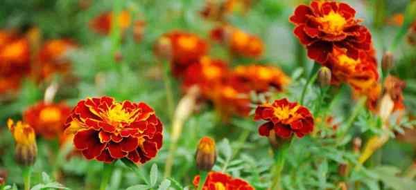 Daun kuning di marigold alasan mengapa daun marigold mengubah warna