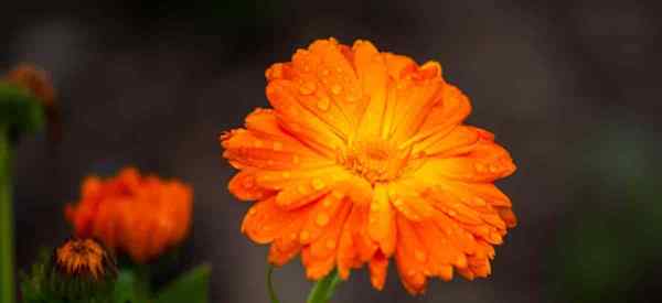 Marigold Vs. Calendula Quelle est la différence entre les soucis et les calendulaires